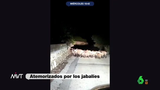 Temor en Marina Alta (Alicante) por una invasión de jabalíes Los alcaldes de la comarca alicantina de Marina Alta alertan sobre la superpoblación de jabalíes en sus municipios. Aseguran en este vídeo de Más Vale Tarde que, aunque la caza es una solución, "no nos los podemos comer todos".