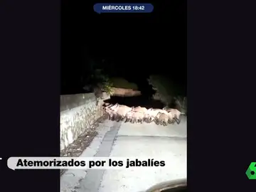 Temor en Marina Alta (Alicante) por una invasión de jabalíes