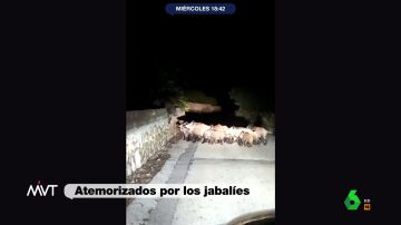 Temor en Marina Alta (Alicante) por una invasión de jabalíes