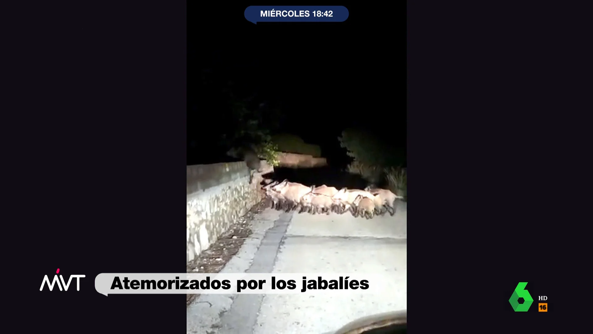 Los alcaldes de la comarca alicantina de Marina Alta alertan sobre la superpoblación de jabalíes en sus municipios. Aseguran en este vídeo de Más Vale Tarde que, aunque la caza es una solución, "no nos los podemos comer todos".