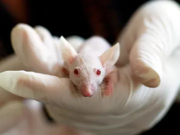 ratón de laboratorio ratón de laboratorio