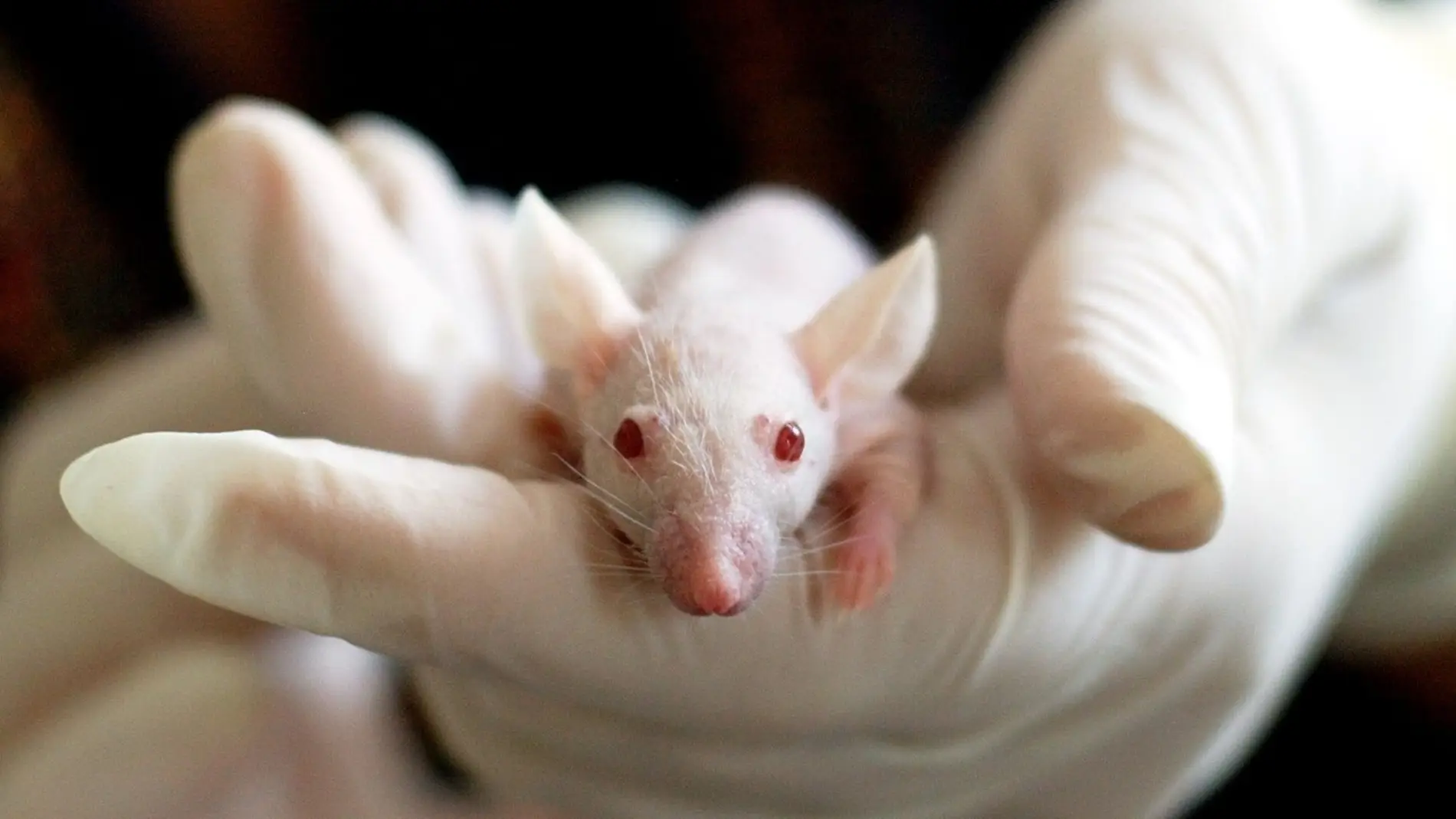 ratón de laboratorio ratón de laboratorio