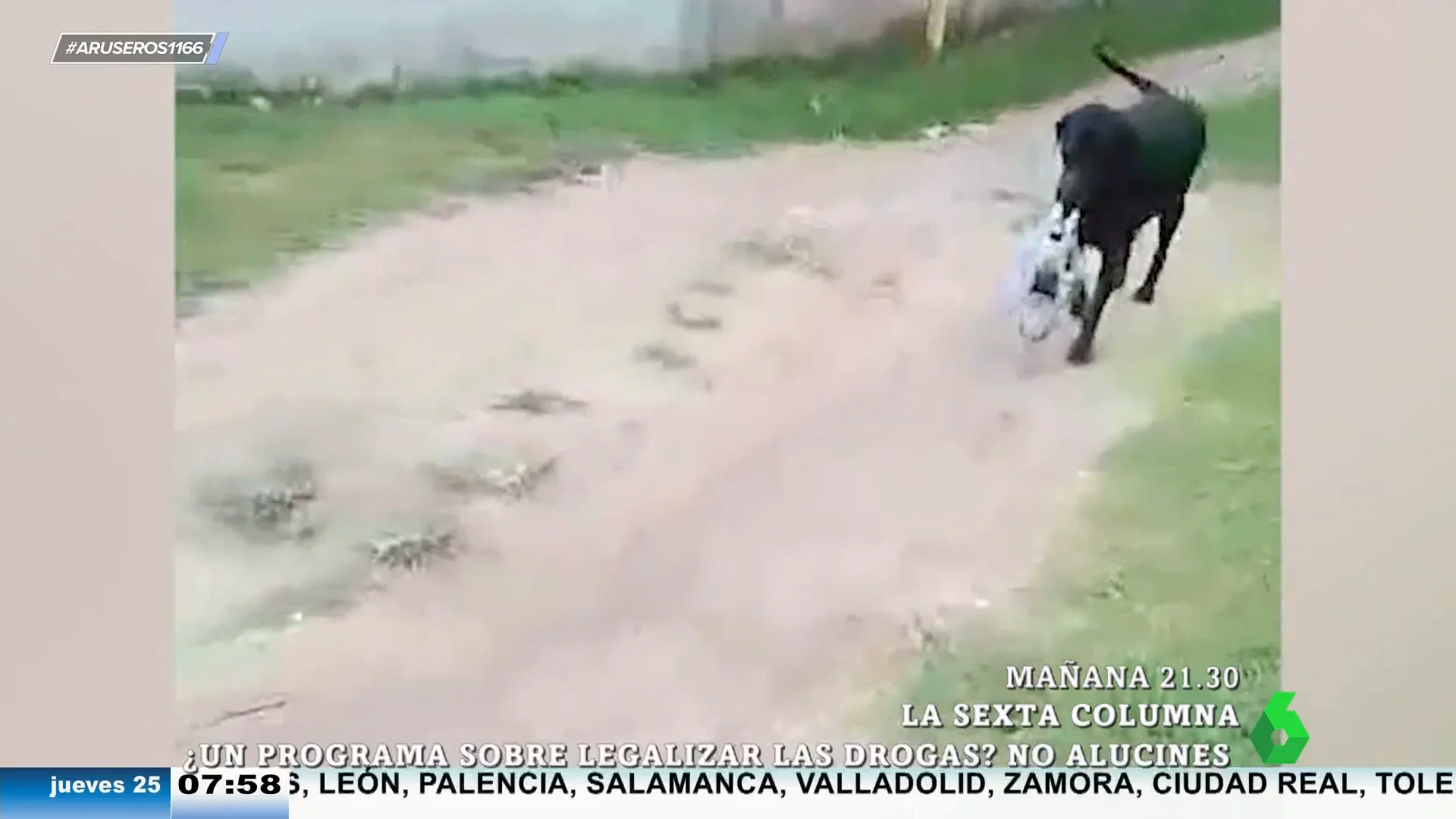 La reacción de Alfonso Arús al conocer al perro que lleva cervezas a su dueño: "Se lo voy a presentar a El Sevilla"