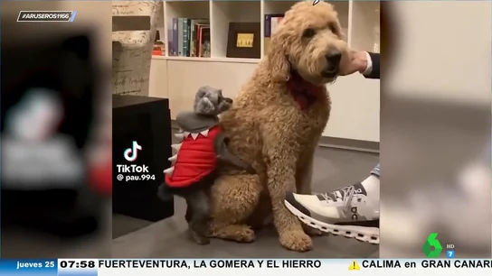 El vídeo viral que demuestra que el tamaño sí importa: el lamentable intento de un perro pequeño por montar a una perra enorme El vídeo viral que demuestra que el tamaño sí importa: el lamentable intento de un perro pequeño por montar a una perra enorme