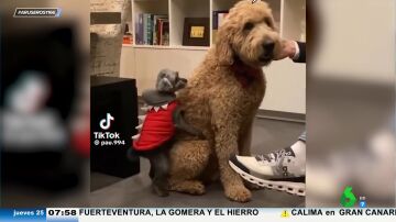 El vídeo viral que demuestra que el tamaño sí importa: el lamentable intento de un perro pequeño por montar a una perra enorme