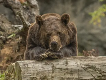 Cómo la hibernación animal ayuda al envejecimiento humano Cómo la hibernación animal ayuda al envejecimiento humano