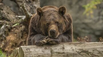 Cómo la hibernación animal ayuda al envejecimiento humano 