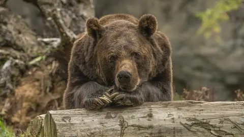 Cómo la hibernación animal ayuda al envejecimiento humano Cómo la hibernación animal ayuda al envejecimiento humano