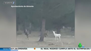 Encuentran un ejemplar de ciervo albino en el Parque Nacional de Doñana
