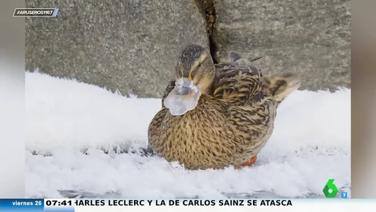 Un pato con el pico congelado utiliza sus plumas para quitar el hielo y salvar así su vida Un pato con el pico congelado utiliza sus plumas para quitar el hielo y salvar así su vida