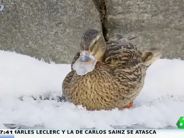 Un pato con el pico congelado utiliza sus plumas para quitar el hielo y salvar así su vida