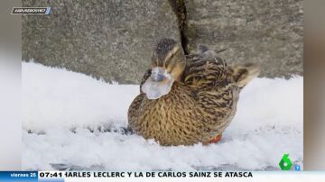 Un pato con el pico congelado utiliza sus plumas para quitar el hielo y salvar así su vida