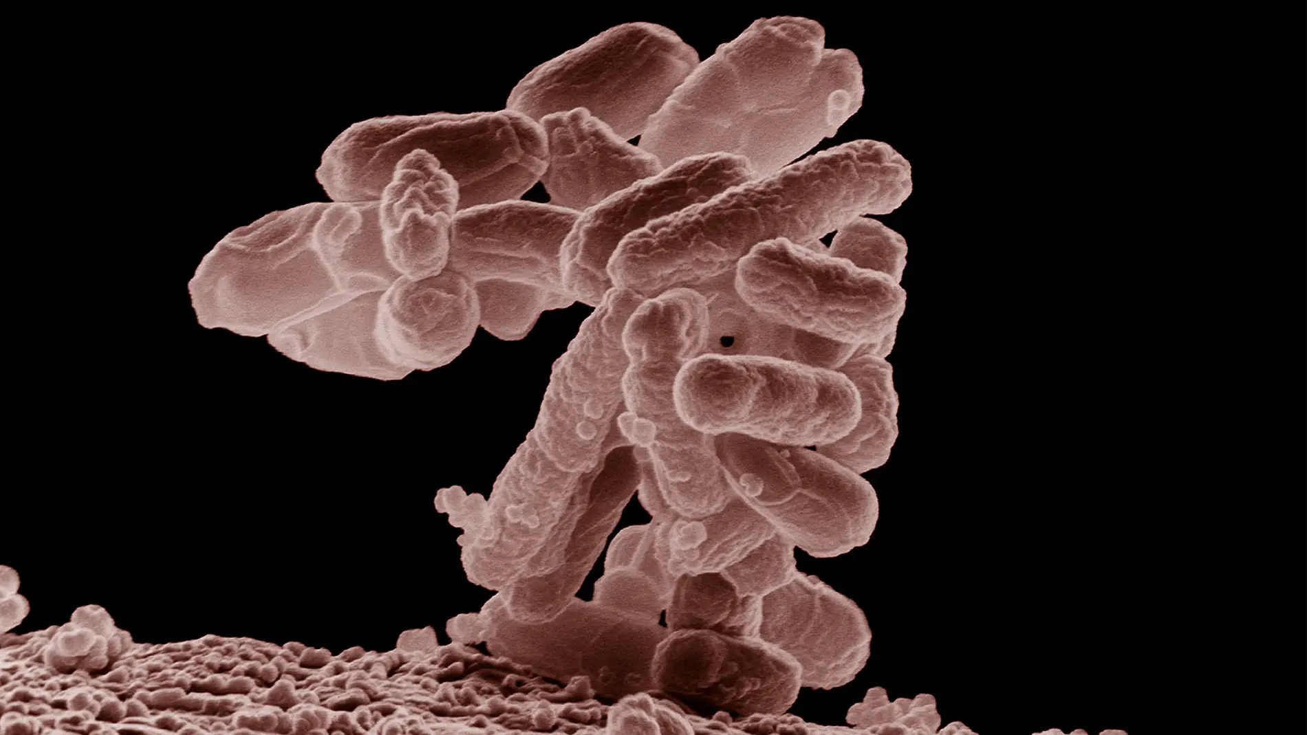 bacteria E. Coli