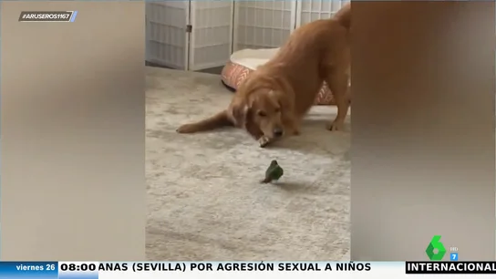 Un perro y un agaporni juegan al 'pillapilla' en casa: así de bien se lo pasan estos dos improbables amigos Un perro y un agaporni juegan al 'pillapilla' en casa: así de bien se lo pasan estos dos improbables amigos