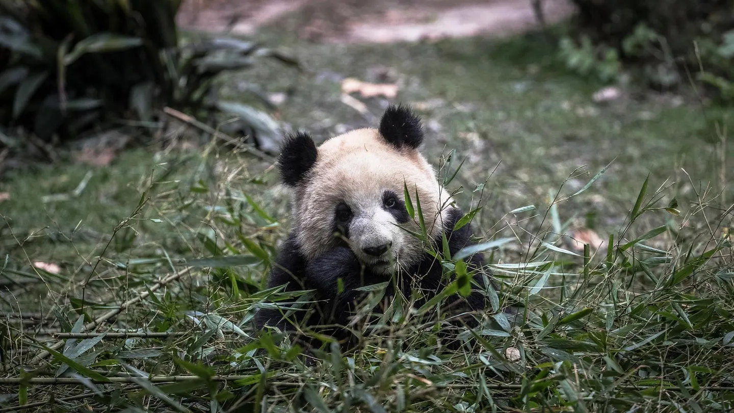 Imagen de archivo de uno de los pandas gigantes de la Reserva de Chengdu (China) Imagen de archivo de uno de los pandas gigantes de la Reserva de Chengdu (China)