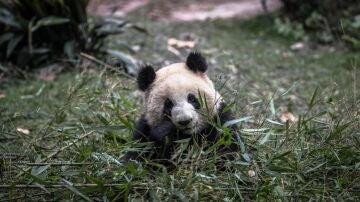 Imagen de archivo de uno de los pandas gigantes de la Reserva de Chengdu (China)