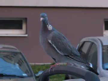 Qué coches son las víctimas favoritas de las palomas Qué coches son las víctimas favoritas de las palomas
