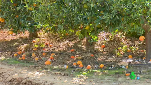 Las espectaculares ganancias de la Casa de Alba por sus cosechas frente a las de sus vecinos agricultores: "Es competencia desleal"