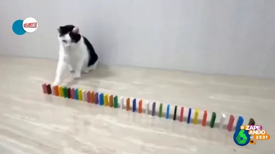 Un gato consigue hacerse viral tras demostrar que no hay 'reto' que se le resista Un gato consigue hacerse viral tras demostrar que no hay 'reto' que se le resista