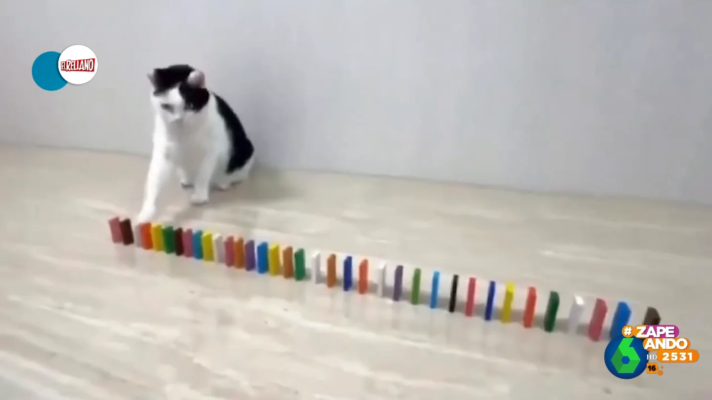 Un gato consigue hacerse viral tras demostrar que no hay 'reto' que se le resista Un gato consigue hacerse viral tras demostrar que no hay 'reto' que se le resista