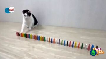 Un gato consigue hacerse viral tras demostrar que no hay 'reto' que se le resista