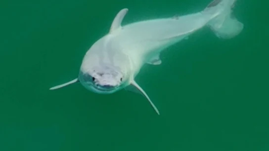 Primera imagen de una cría de tiburón blanco recién nacida, captada en la costa central de California (EEUU) el pasado mes de julio Primera imagen de una cría de tiburón blanco recién nacida, captada en la costa central de California (EEUU) el pasado mes de julio