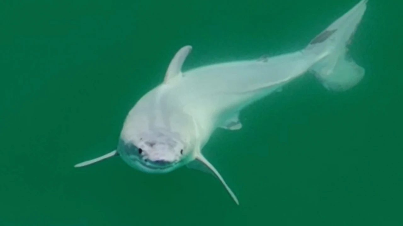 Primera imagen de una cría de tiburón blanco recién nacida, captada en la costa central de California (EEUU) el pasado mes de julio