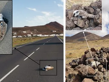 hubaras canarias muertas hubaras canarias muertas