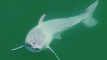 Tiburón blanco recién nacido, filmado frente a la costa de California, cerca de Santa Bárbara.