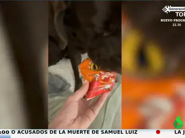 Pillan a un perro robando una bolsa de Cheetos: así la esconde en su boca y finge que no escucha las acusaciones de su dueña
