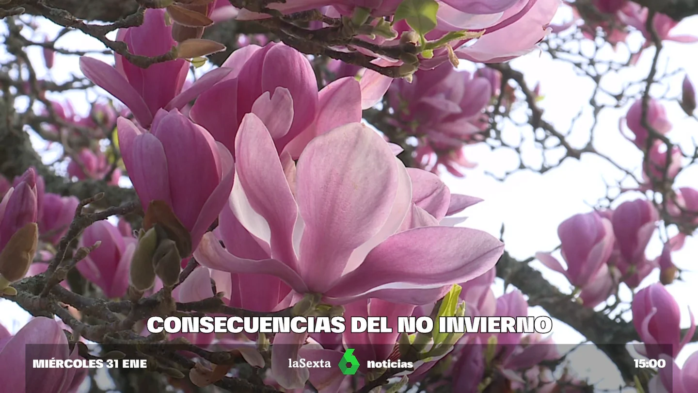 Floraciones prematuras o estaciones de esquí sin nieve: consecuencias negativas de las altas temperaturas Floraciones prematuras o estaciones de esquí sin nieve: consecuencias negativas de las altas temperaturas