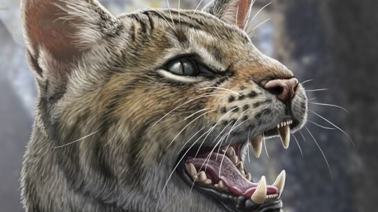 Magerifelis peignei, un gato que vivi&oacute; en Madrid hace 15 millones de a&ntilde;os