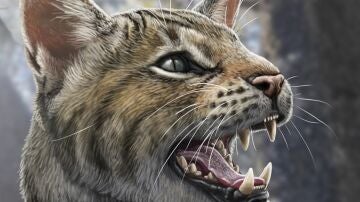 Magerifelis peignei, un gato que vivió en Madrid hace 15 millones de años