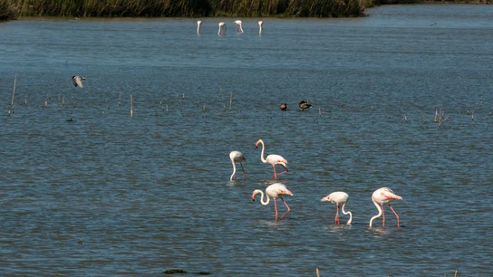 Flamencos en el parque de Doñana en 2022.  Flamencos en el parque de Doñana en 2022.