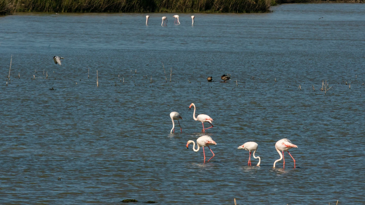 Flamencos en el parque de Doñana en 2022. Flamencos en el parque de Doñana en 2022.
