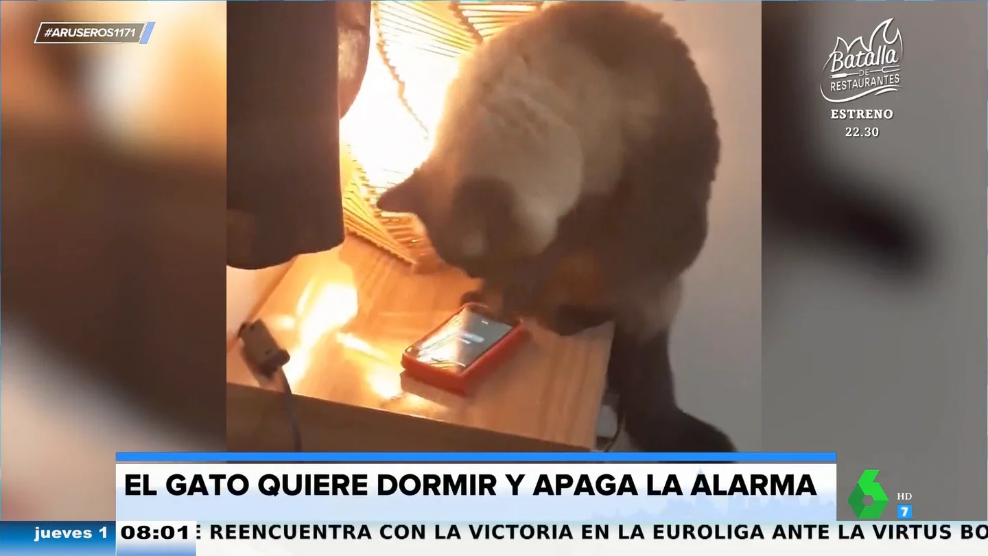 Un gato apaga el despertador de su dueña mientras ella sigue en la cama: "Y díselo a tu jefe" Un gato apaga el despertador de su dueña mientras ella sigue en la cama: "Y díselo a tu jefe"