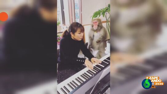La llamativa respuesta de un mono cada vez que su due&ntilde;a falla al tocar el piano