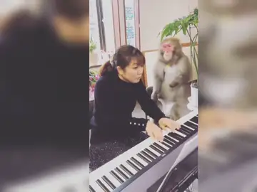 La llamativa respuesta de un mono cada vez que su dueña falla al tocar el piano
