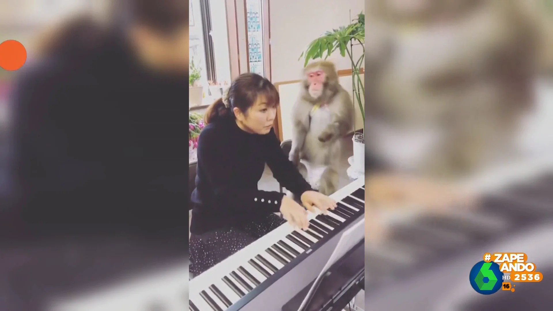 La llamativa respuesta de un mono cada vez que su dueña falla al tocar el piano