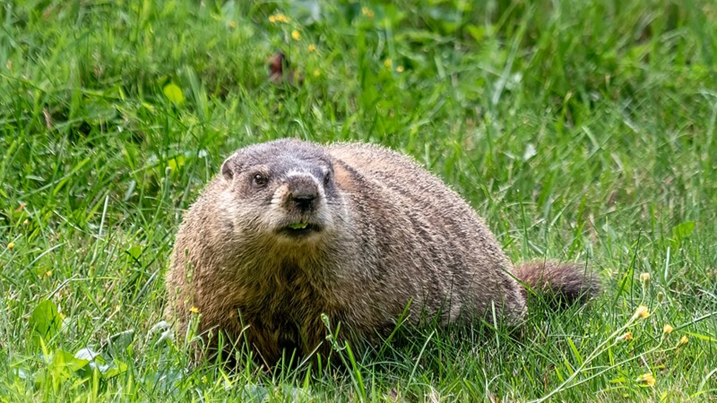 Imagen de archivo de una marmota Imagen de archivo de una marmota