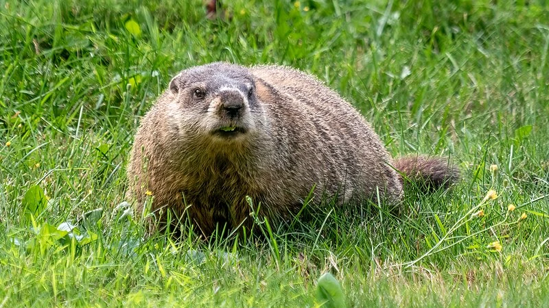 Imagen de archivo de una marmota