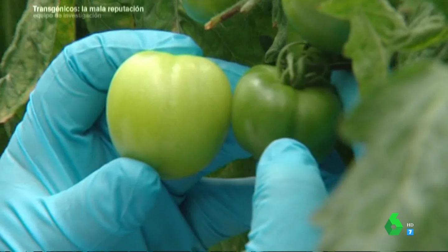 Tomates transgénicos: un investigador del CSIC mostró cómo se modifican genéticamente en un laboratorio Tomates transgénicos: un investigador del CSIC mostró cómo se modifican genéticamente en un laboratorio