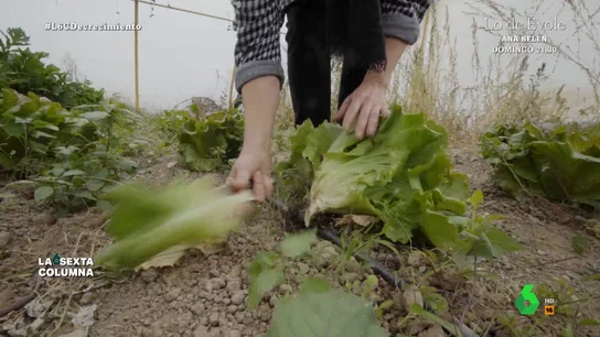 Antonio Turiel reflexiona sobre la agricultura sostenible En este vídeo, laSexta Columna analiza con expertos cómo afectan las grandes extensiones de un único cultivo a los hábitats, así como las iniciativas que ya hay en marcha que abogan por un tipo de agricultura mucho más sostenible.