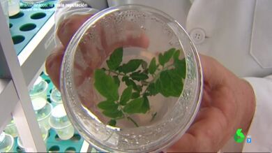 Alimentos transg&eacute;nicos en Equipo de Investigaci&oacute;n