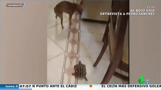Un perro huye despavorido de una tortuga que le persigue por toda la casa Un perro huye despavorido de una tortuga que le persigue por toda la casa