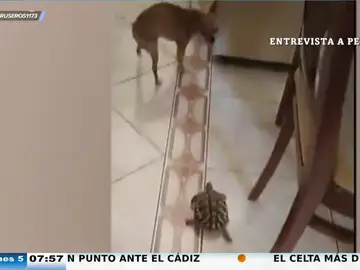 Un perro huye despavorido de una tortuga que le persigue por toda la casa
