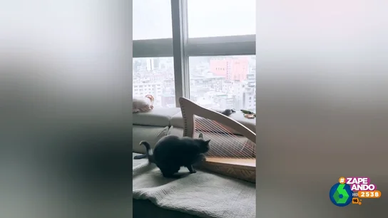 Un gato demuestra que es capaz de usar las uñas para algo más que arañar el sofá Un gato demuestra que es capaz de usar las uñas para algo más que arañar el sofá