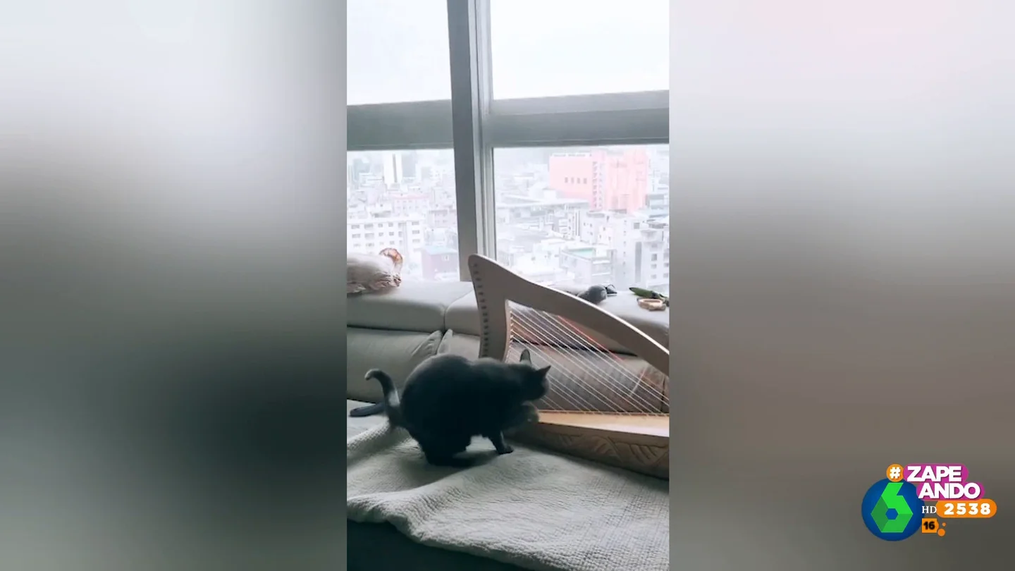 Un gato demuestra que es capaz de usar las uñas para algo más que arañar el sofá Un gato demuestra que es capaz de usar las uñas para algo más que arañar el sofá
