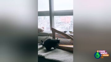 Un gato demuestra que es capaz de usar las uñas para algo más que arañar el sofá