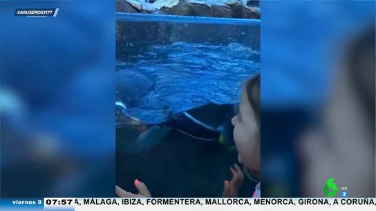 El divertido vídeo viral de una niña y un pingüino jugando al cucú El divertido vídeo viral de una niña y un pingüino jugando al cucú